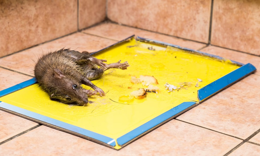 What Are The Benefits Of Using Rat Glue Traps?