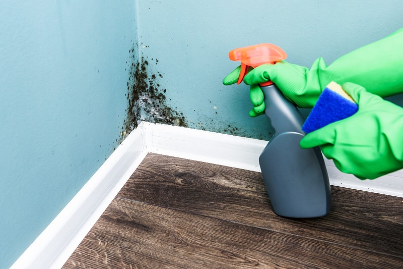 How to Get Rid of Mold Safely and Effectively