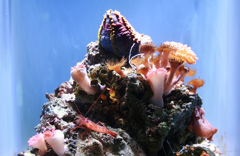 Quick Facts That You Should Know About the Corals