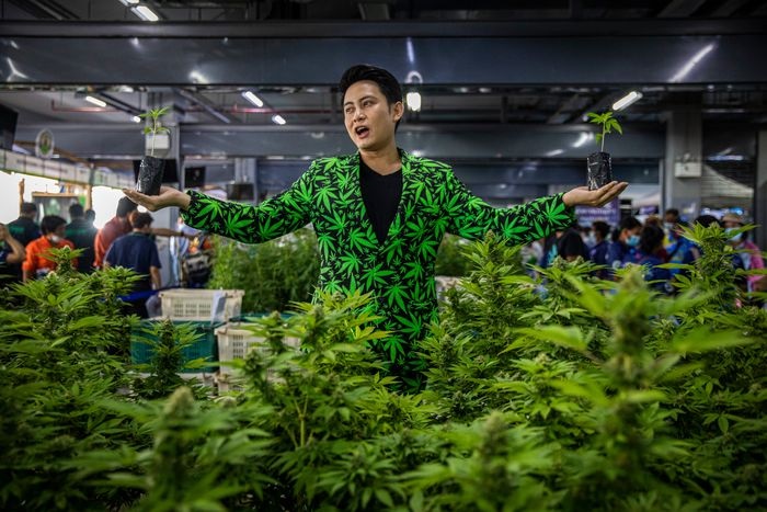 Cannabis Store Bangkok: Exploring The World Of Cannabis In Thailand’s Capital