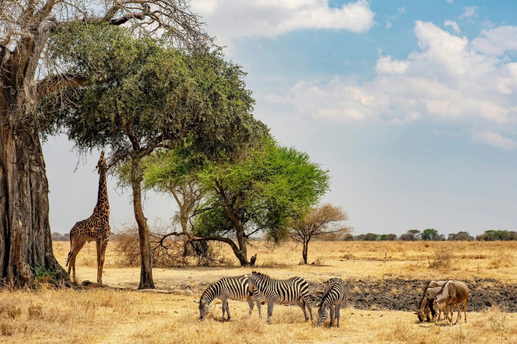 Unforgettable Walking Wildlife Safari Experiences: A Journey Into Nature’s Heart